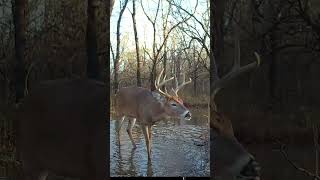 Buck and Doe in the Water [upl. by Jared728]