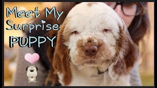 Meet My Surprise Clumber Spaniel Puppy  Cute  Potterhead Princess [upl. by Coralyn]