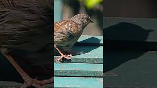 Dunnock relaxing in the sun [upl. by Reibaj213]