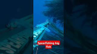 Spearfishing big fish keacspearfishing spearfishingphilipines fishingactivity maubanquezon [upl. by Teddy]