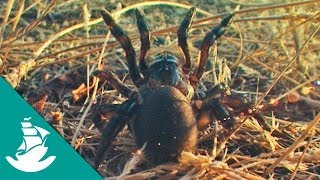 Los Sentidos Animales más Desarrollados documental completo [upl. by Oiragelo]