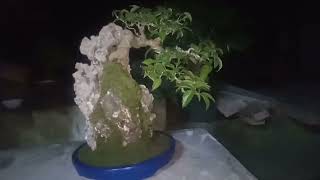 Ficus on rock  Red Balete  Ficus concinna  Bonsai basics [upl. by Eimar245]