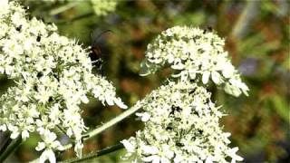 Video haiku n°25 Accouplement dinsectes  Insect mating [upl. by Ahsinnor]