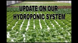 UPDATE on our RDWC Hydroponic system [upl. by Annonyw660]