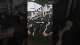 Mucche 🐄 CuriositàAnimali Musica ProduzioneLatte Natura Curiosità animalidomestici [upl. by Naleag586]