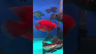 Ikan perrot merah tankmatepredator predatortank fishtank [upl. by Royall]