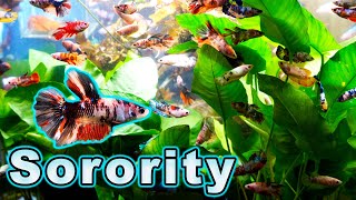 Why Most Female Betta Sorority Aquariums Fail and How YOU Can Be Successful [upl. by Levitt824]