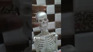 Real skeleton of human biology shorts 1 skeleton humanbiology skeletalsystem skull science [upl. by Alfie]