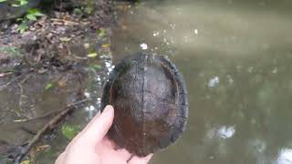 Do turtles grow on trees Leaf turtles might nature jungle turtle leafturtle [upl. by Htebzil]