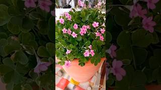 Oxalis Articulata Plant PinkSorrel Flowers oxalis shorts flowers plants nature pinksorrel [upl. by Aikit704]