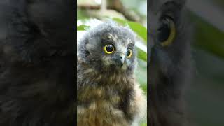 Morepork Ninox novaeseelandiae birds birdwatching owl owlphotography [upl. by Lashar]