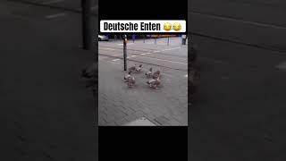 Die Besten Enten Deutschlands 😂 viralvideo viralshorts funny [upl. by Hayidan]