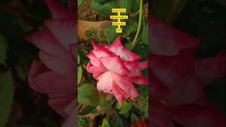 Fertilizer part 5 Rose plant 🌹🌹terracegarden plant fertilizer shorts plantcare rose rosecare [upl. by Zena170]