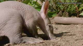 See the San Diego Zoo Safari Parks first baby aardvark [upl. by Ymij]