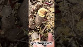 tree grafting technology l grafting shorts [upl. by Panther]