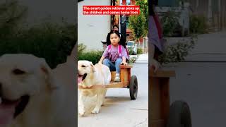 The smart golden retriever picks up the children and comes home from schoolgoldenretrieverdogcute [upl. by Hampton]