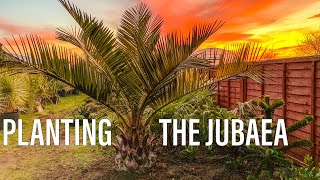 UK Tropical Garden Build Ep 2 Planting the Jubaea Chilensis [upl. by Peckham]