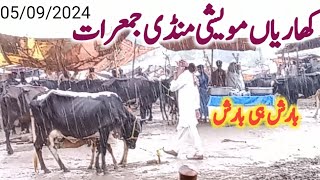 kharian maweshi mandi 05 09 2024Funny videojanwarmandi pkShazar Riaz official [upl. by Beattie]