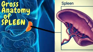 Anatomy of Spleen  Gross External features  blood supply  clinical [upl. by Syverson135]