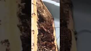 Honey bees stealing honey from honey frames outdoors honey honeybee beehive bees [upl. by Stillmann457]