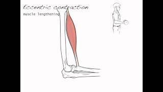 Contraction types skeletal muscle 4 [upl. by Corissa]