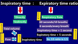 11 Expiratory Time Inspiratory Time IE ratio [upl. by Immaj]