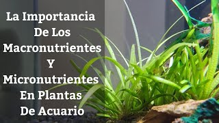 🔵 La Importancia De Los Macronutrientes Y Micronutrientes En Las Plantas De Acuario Acuarios MB [upl. by Casia991]