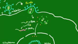 Multiplicação do vírus HIV  Parte 1  Diversidade dos Seres Vivos  Biologia [upl. by Ollehcram186]