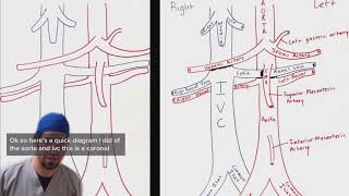 Aorta and IVC breakdown for ultrasound [upl. by Naitsirc]