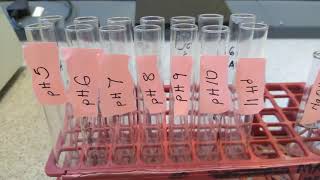 EFFECT OF pH ON ENZYME ACTIVITY [upl. by Aili229]