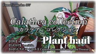 【観葉植物】SUBPlant haulカラテア３種ご紹介葉が変色する理由Calathea collectionマコヤナランキフォリアインシグニストリオスター [upl. by Rases]