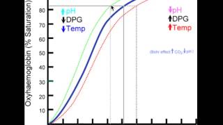 Leftshift of the the OxygenHemoglobin Dissociation curve [upl. by Juline818]