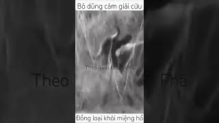 Bò dũng cảm cứu bạn thoát nanh hổ dữ shortvideo thưgiãn animals [upl. by Morrie745]