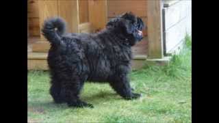 Bouvier des Flandres First 6 months of Dutch Bouvier pup Donna [upl. by Shulem]