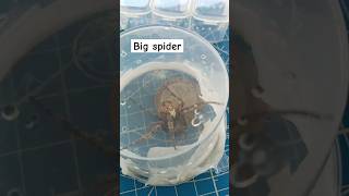 Big and tiny spider gardenspider spiderling spiderlover [upl. by Idelson]