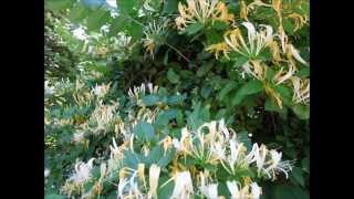 Evergreen Honeysuckle 常綠金銀花植物 [upl. by Puri197]