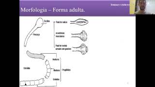 Curso de Parasitologia  Aula 11 Teniase Cisticercose [upl. by Iy178]