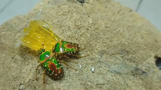 Beautiful colours flower beetle  Stephanorrhina guttata originCameroon [upl. by Mook]