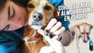 Cómo curar las heridas de las PATAS y las ALMOHADILLAS de tu PERRO 🐕👨‍⚕️💉 [upl. by Genevra738]