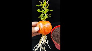 Grow a pomegranate tree from a single fruitviralvideoシ short Gardening graftingplant reelsvideo [upl. by Yclehc253]