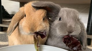 Holland Lop Bunny  Mini Holland Lop Rabbits Playing And Jumping [upl. by Norvil]