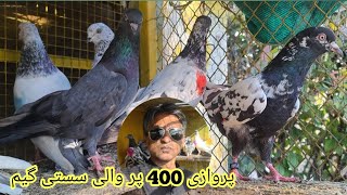 Pigeon Sale  Kabutar sale rawalpindi  parwazi kabutar 03005112398 pigeon parwazikaboter [upl. by Kassab]