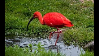 SCARLET IBIS  Sacred bird information [upl. by Anelys156]