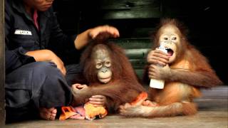 Feeding time for baby Orangutans Orangutan Care Center Borneo Indonesia MVI2925 [upl. by Eelac]