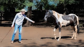 Training A WILD HORSE Again Untouched Stallion Roping and First Haltering [upl. by Lrad266]