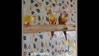 Birds free flight cage smartfarms and aviary birds healthy birds parrot birds smart farms [upl. by Lonne]