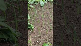 Onion farming onionfarming shots food villagestyle youtubeshorts subscribe villagelife [upl. by Anaile]