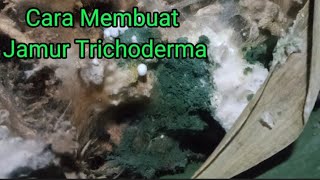 Cara Membuat Biang Trichoderma Bahan Organik Tanaman Organik [upl. by Atikihc]