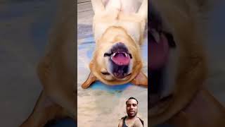 comedy amanrastogi funny pets doglover dog helplessness funnyvideo crazybear funnyanimal [upl. by Hirz883]