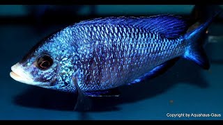 Malawi cichlid tank  New fish White lips  Weisslippen Buntbarsch [upl. by Anaitat]